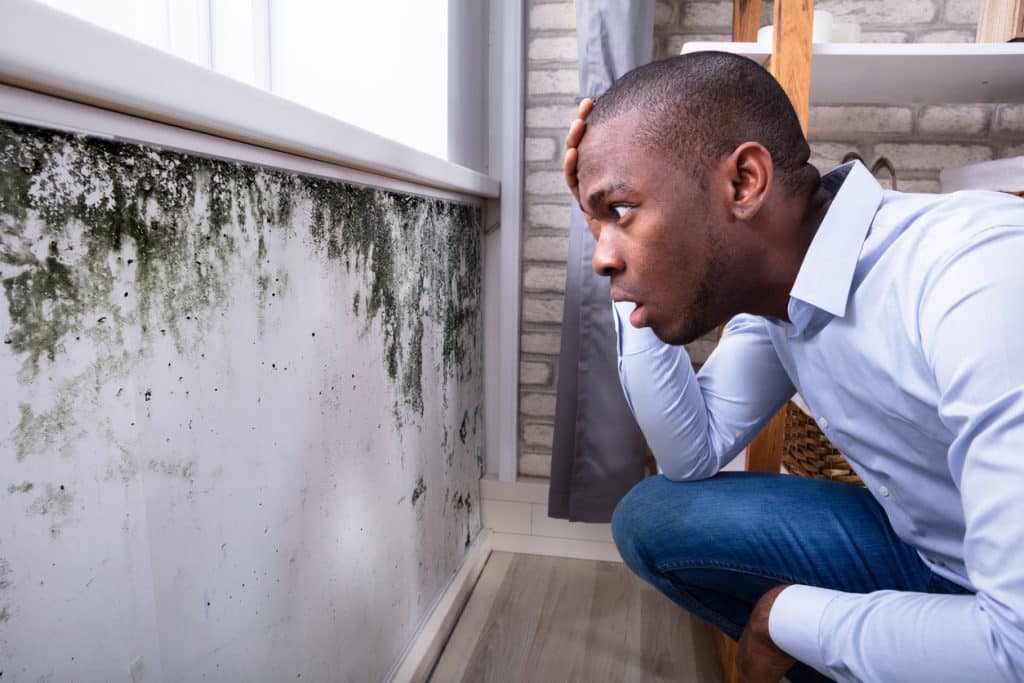 Man Looking At Mold On Wall